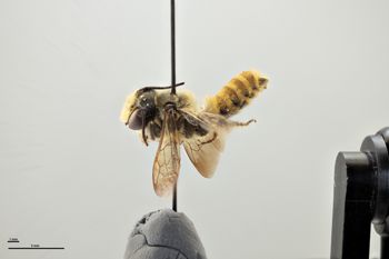 Media type: image;   Entomology 786127 Aspect: habitus lateral view
